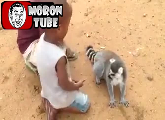 Video: This lemur is always requesting touching since he likes it so much